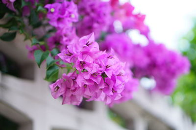 Close-up of pink flowers blooming outdoors