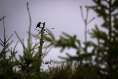 Close-up of insect on plant