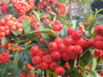 Close-up of red berries growing on tree