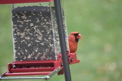 Close-up of bird perching on feeder