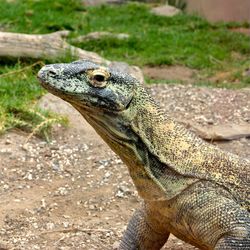 Close-up of lizard