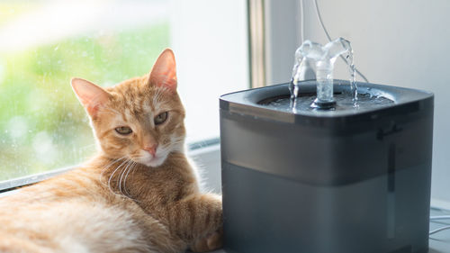 Ginger cat drinks fresh water from an electric drinking fountain
