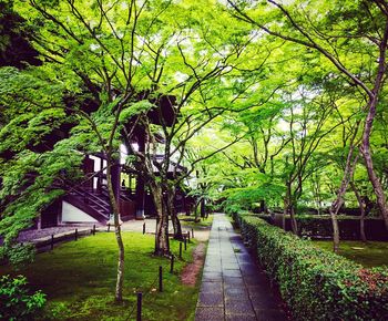 Narrow walkway along trees