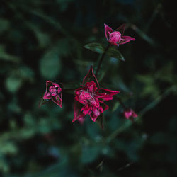 Pink flower amongst green in the cariboo chilcotin region 