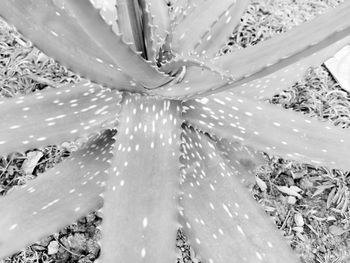 Full frame shot of wet flowering plant