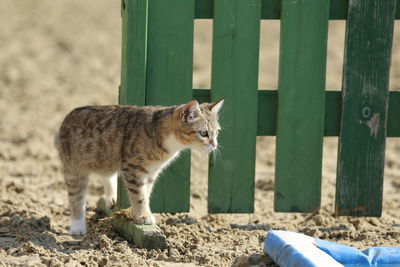 Cat looking away