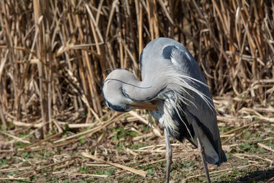 High angle view of gray heron on field