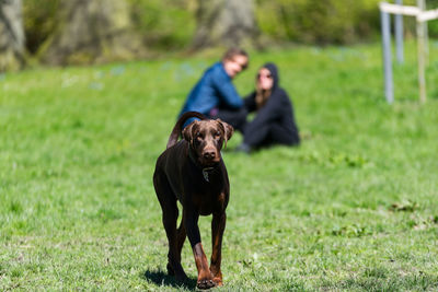 View of dog walking on grass