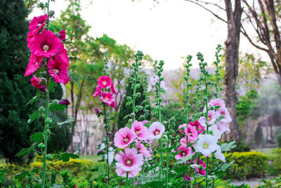 Close-up of pink flowering plants in garden