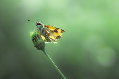 Close-up of butterfly pollinating on flower