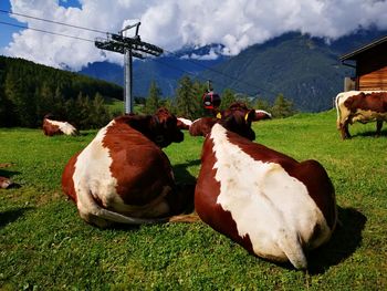 Cows on field by mountains against sky