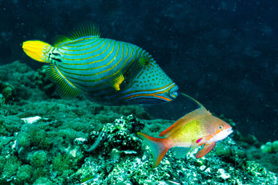 Picasso tiggerfish swimming in sea