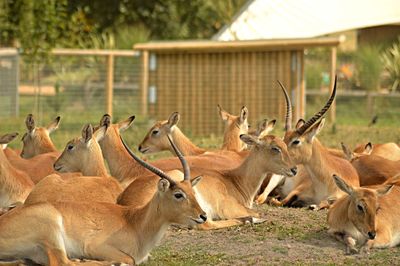 View of an antelope herd