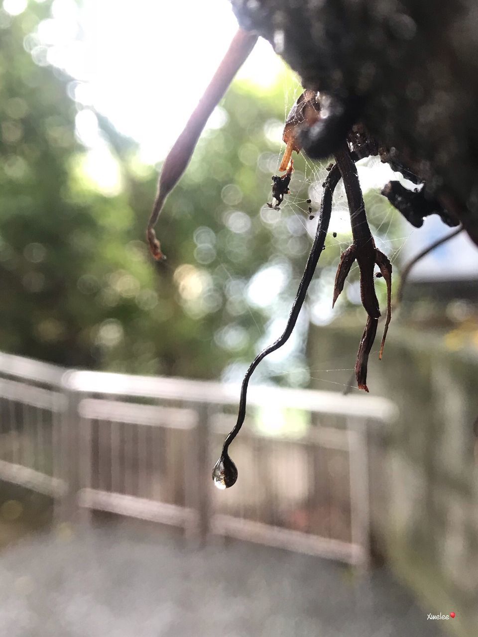 focus on foreground, plant, close-up, no people, tree, day, nature, selective focus, growth, drop, outdoors, beauty in nature, water, branch, twig, plant part, wet, leaf, freshness, raindrop