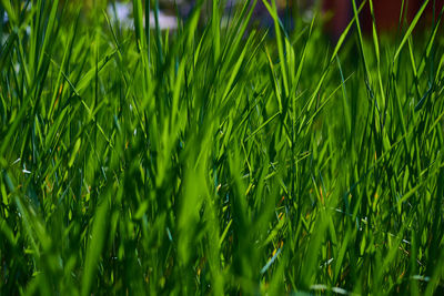 Close-up of crops growing on field