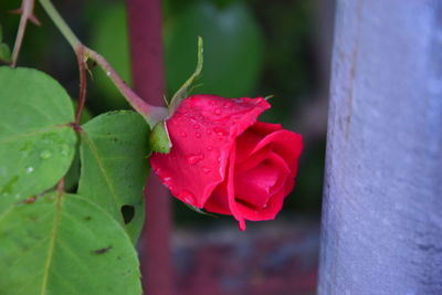 Close-up of pink rose plant