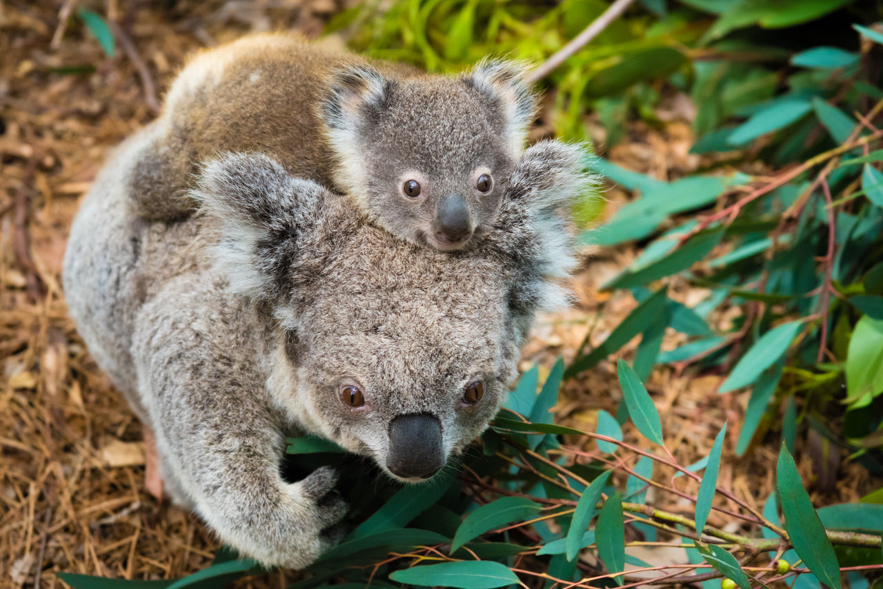 Koala, baby