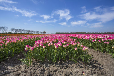 Pink flowering plants on field against sky