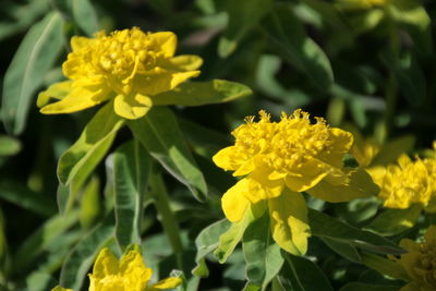 Close-up of yellow flowers blooming outdoors