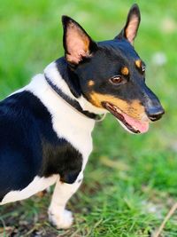 Close-up of a dog looking away