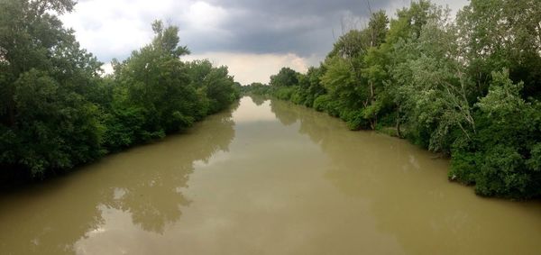 Reflection of trees in water