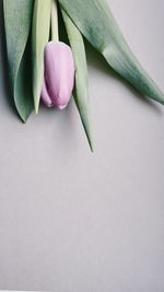 Close-up of a pink tulip at the beige background