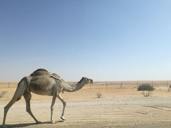 Horse in desert against clear sky