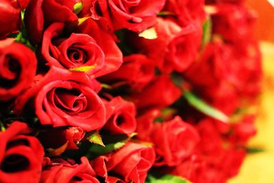 Close-up of red roses