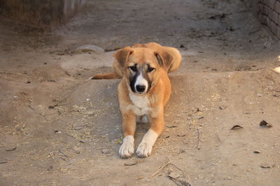 High angle portrait of dog on land