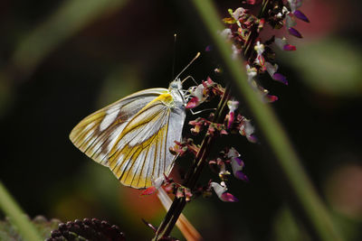 Close-up of butterfly pollinating on flower