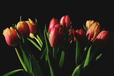 Close-up of red tulips blooming in park