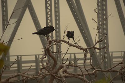 Low angle view of birds perching on bare tree