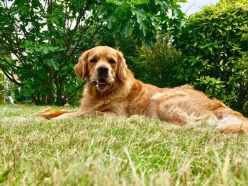 Portrait of golden retriever relaxing on grass