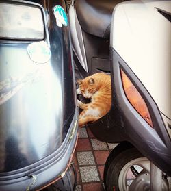 Cat in car