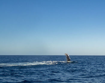 Humpback whale