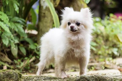 Portrait of white dog