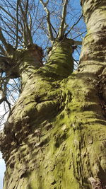 Low angle view of trees against sky