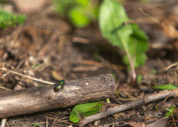 Close-up of grasshopper on a land