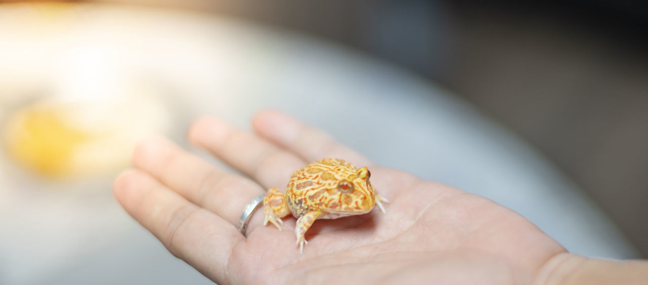 CLOSE-UP OF PERSON HOLDING HAND