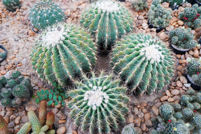 High angle view of succulent plant