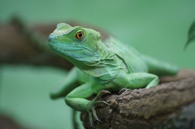 Close-up of lizard