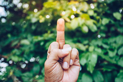 Close-up of person hand holding plant