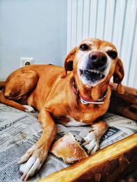 Portrait of dog relaxing at home
