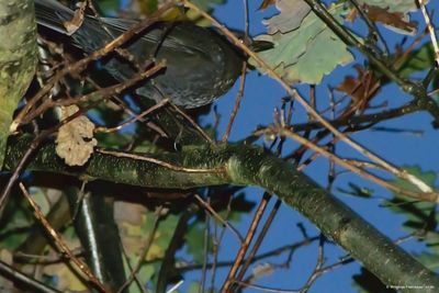 Close-up of turtle on tree