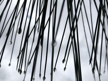 Low angle view of pine trees against sky