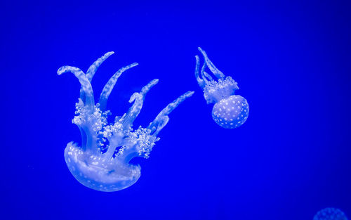 Close-up of jellyfish against blue background