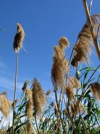 Low angle view of thistle against clear blue sky