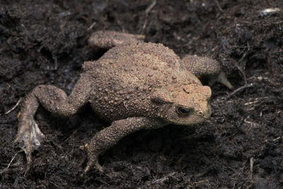 Close-up of lizard on land