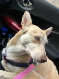 Close-up of dog looking away