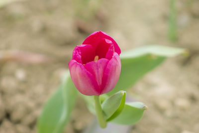 Close-up of pink rose blooming outdoors